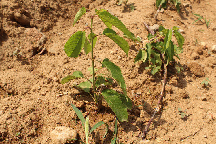 嫁接樱桃苗树车厘子树苗当年结果地盆栽室内南北方种植大果樱桃树 黑