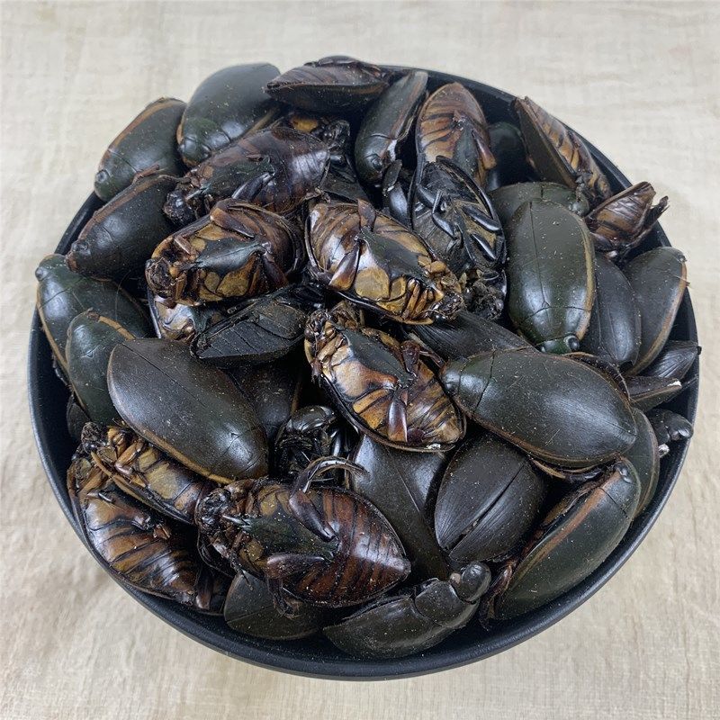 金边龙虱中药材龙虱水蟑螂龙虱干水龟子250g