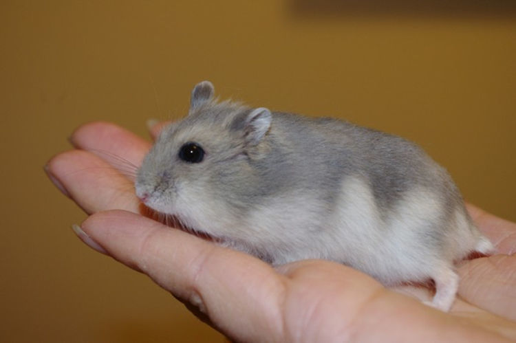 小宠物仓鼠宝宝布丁三线紫仓银狐金狐奶茶老公公金丝熊长毛活物 银狐