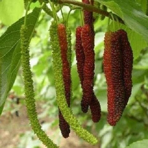 桑树果(桑树果实类型)