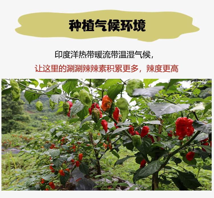 新货1斤魔鬼辣椒粉德宏涮涮辣断魂椒印度魔鬼椒龙息死神变态特辣