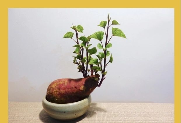 红薯水培盆景 水培地瓜番薯 水培红薯 客厅办公室幼儿园作业 带芽红薯