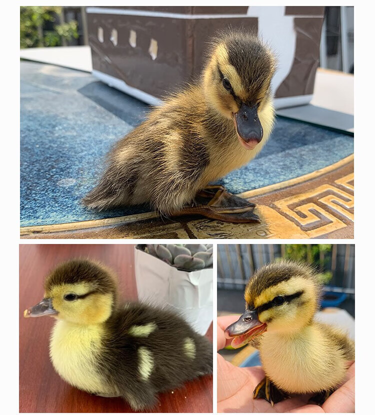 正宗柯尔鸭活 宠物可达鸭活物小鸭子活的真小鸭子宠物幼崽活苗 4只(2