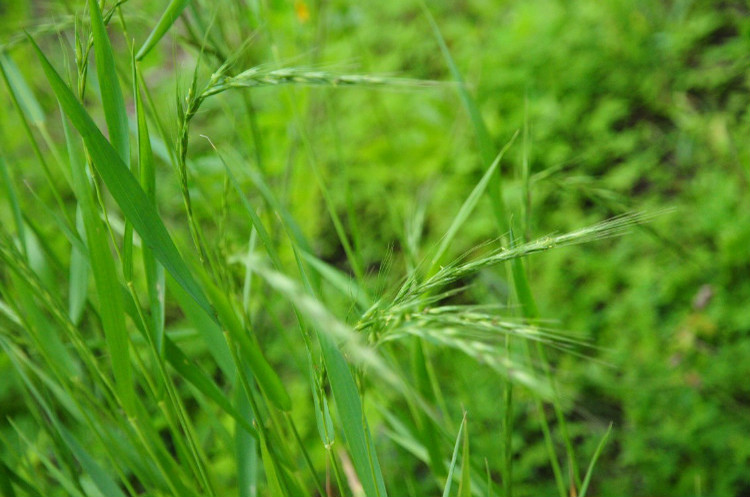 耐盐碱无芒雀麦种子披碱草碱茅草籽四季养牛红豆草白茅草羊草种子qcdd