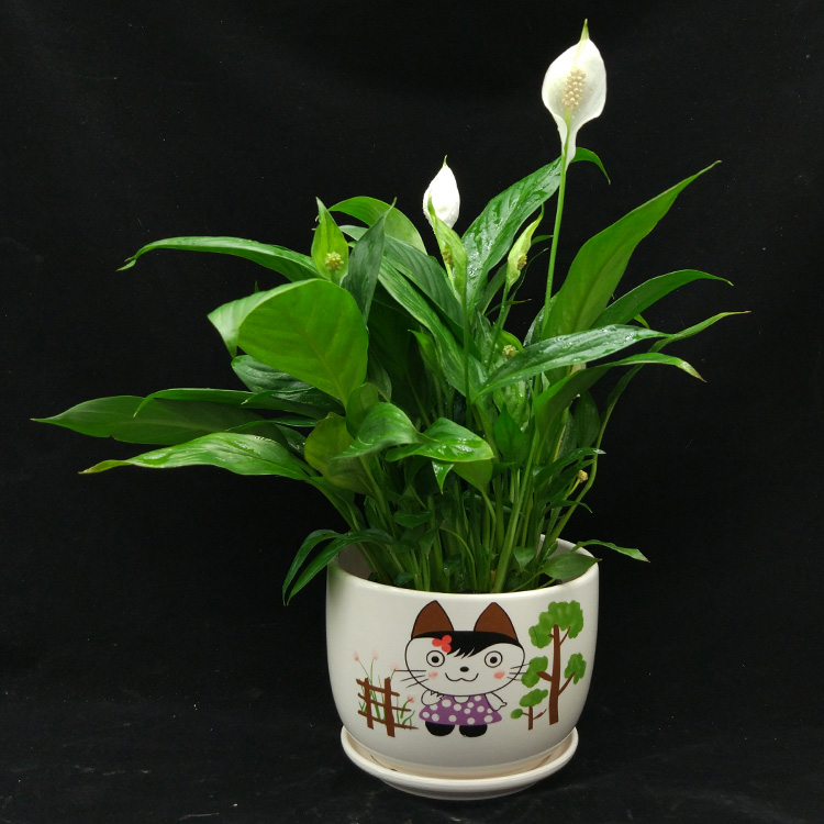 白掌盆栽 一帆风顺 土培土养 绿色室内植物 四季常青净化空气 莲花盆