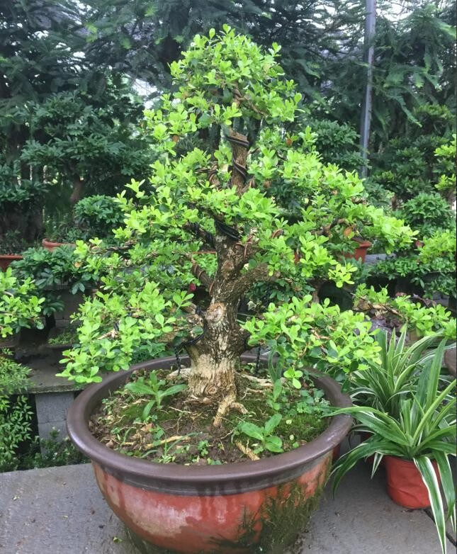 珍珠黄杨盆景黄杨 苗 罗汉松五针松大阪 真柏盆景 球型黄杨盆景 40年