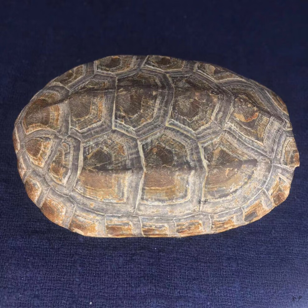 龟壳摇卦 龟趣天然完整真乌龟壳富甲天下手把件龟甲挂件摆件外塘冷水