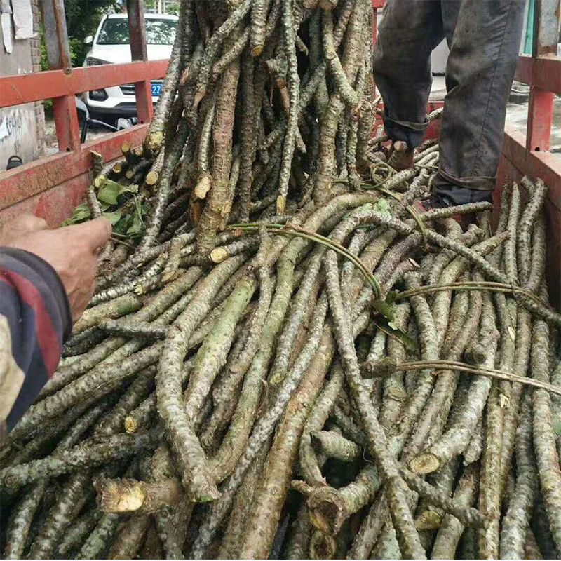 黑苦藤云南特有药材苦藤新鲜干品大苦藤各数量规格250克