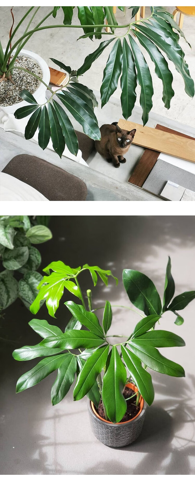 掌叶蔓绿绒印第安羽毛大叶伞室内办公室客厅好养绿植物盆栽北欧 带