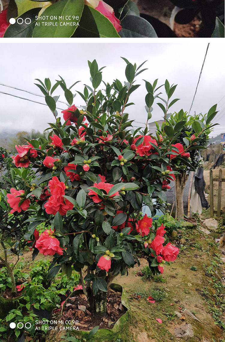 四季茶花新品种夏日系列夏梦小旋璇重瓣复色树苗盆栽阳台花卉庭院一颗