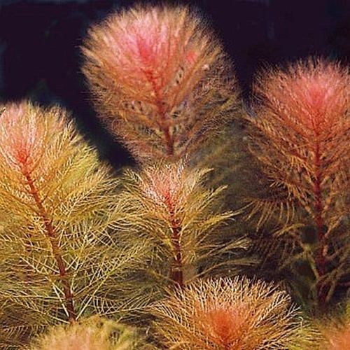 红千层水草水下叶荷兰缸水草懒人新手开缸水草鱼缸草缸造景后景草 红