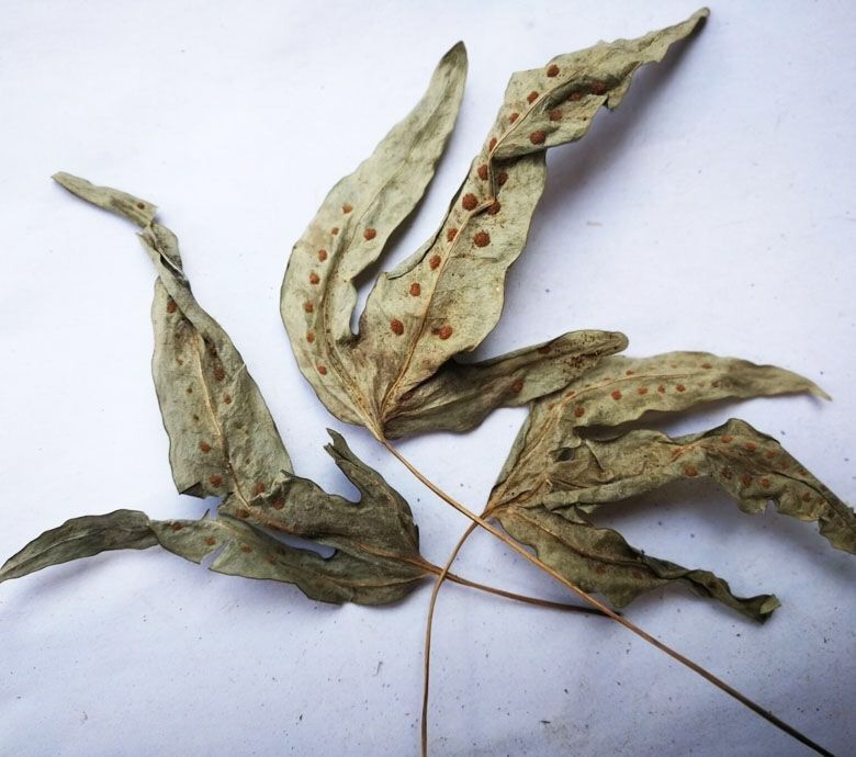 鸭脚草中药材金鸡脚鸭脚草煲汤料鹅掌金星草金星草七星草新货 【新货