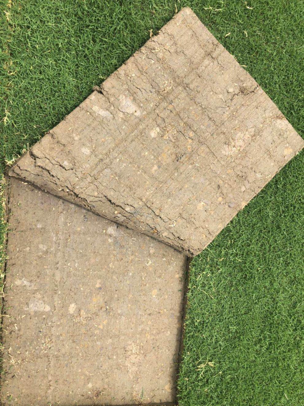 中梦带土草皮庭院绿化草坪果岭草草皮马尼拉草皮带泥土真草皮私家花园