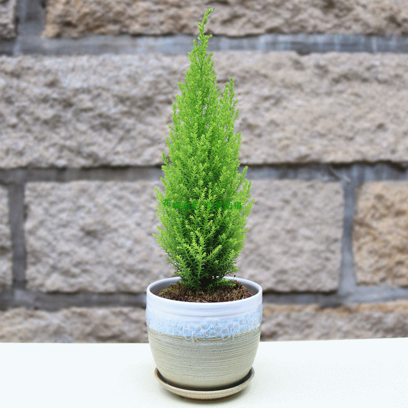 小香松盆栽室内棒棒糖圣诞小松树香冠柏客厅办公桌绿植四季常绿香松苗