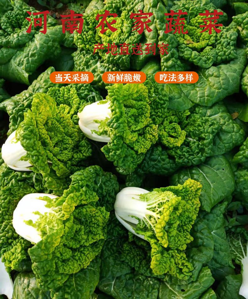 黄心菜黄心乌塌菜河南霜冻耐寒菊花菜当季新鲜蔬菜火锅食材精选3斤