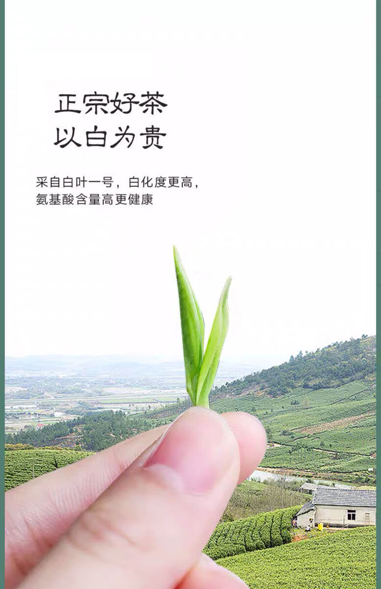 [特级aaaa安吉白茶]明前头采一芽一叶白茶嫩芽春季理条罐装绿茶叶