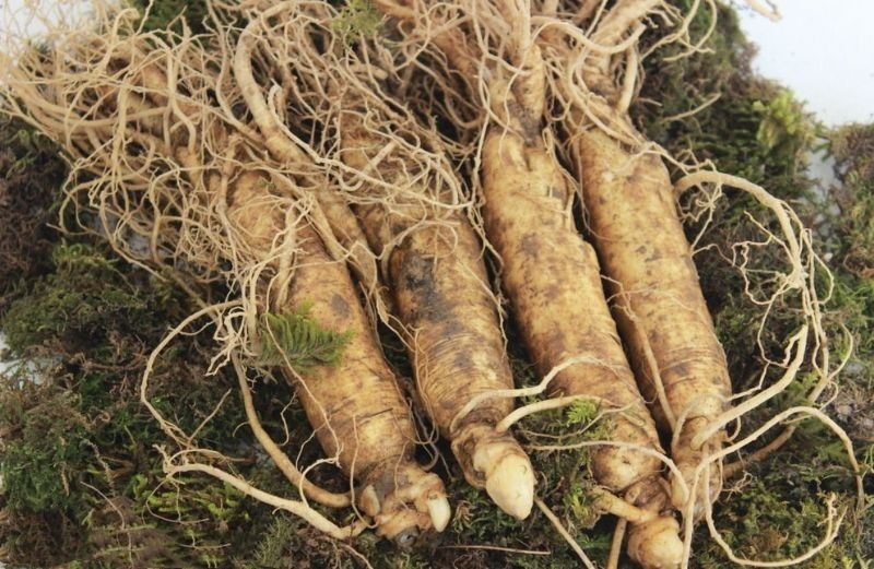 6年生东北长白山带土新鲜人参810根500g吉林抚松煲汤泡酒n野山参5根