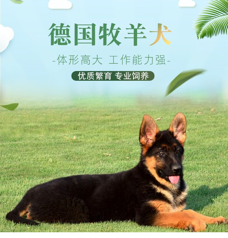 純種德國牧羊犬幼犬csv雙血統德牧寵物狗活體北京賽級犬舍sss級公