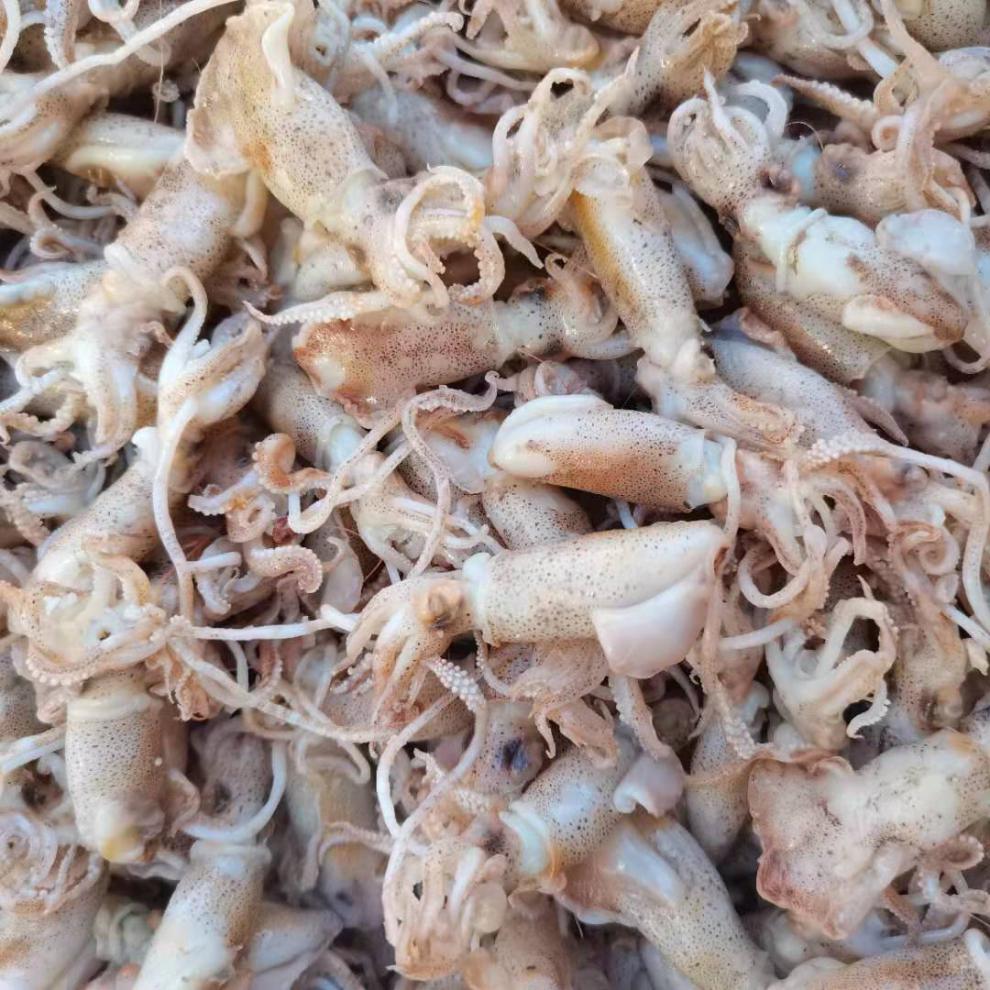 新货海兔笔管鱼盐渍海兔海鲜干货海兔干海产批发郎纳新威小海兔500g