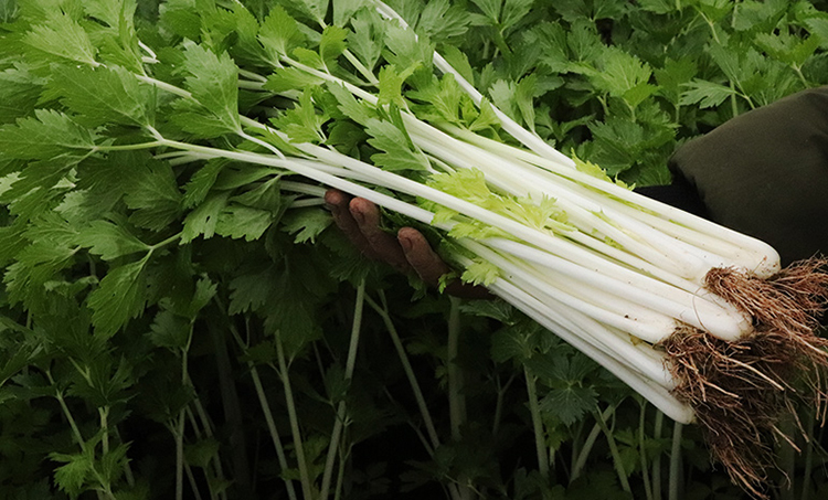 顺丰 新鲜白芹菜 白杆实芹香芹玉龙脆西芹 2斤【图片 价格 品牌 报价