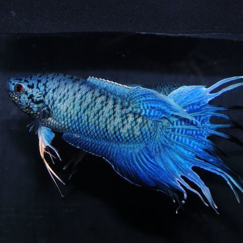 京东】中国斗鱼活闪光蓝系观赏小型鱼冷水好养包活包损不需打氧菩萨鱼