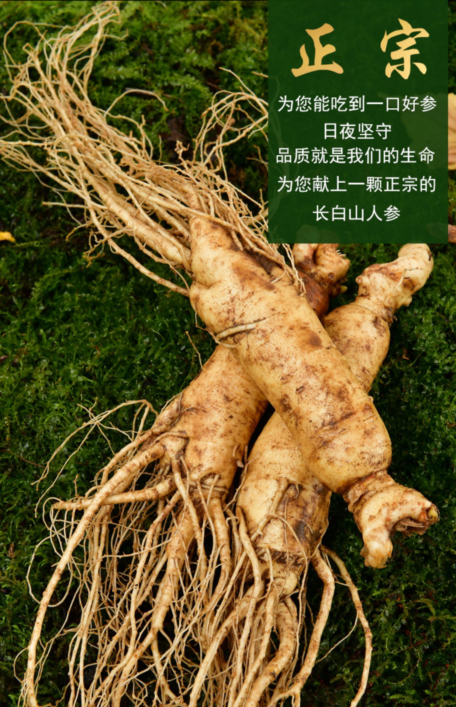 带土鲜人参长白山新鲜人参东北野山参泡酒人参6年新鲜参10支500克 6-7