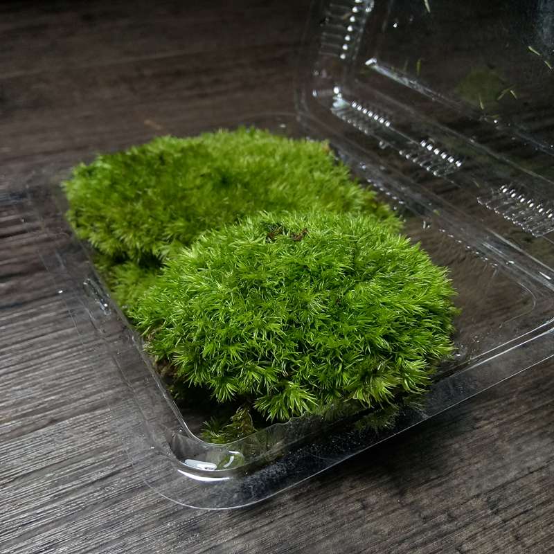 苔藓鲜活青苔白发藓微景观造景水陆缸假山盆栽迷你植物diy材料 小白发