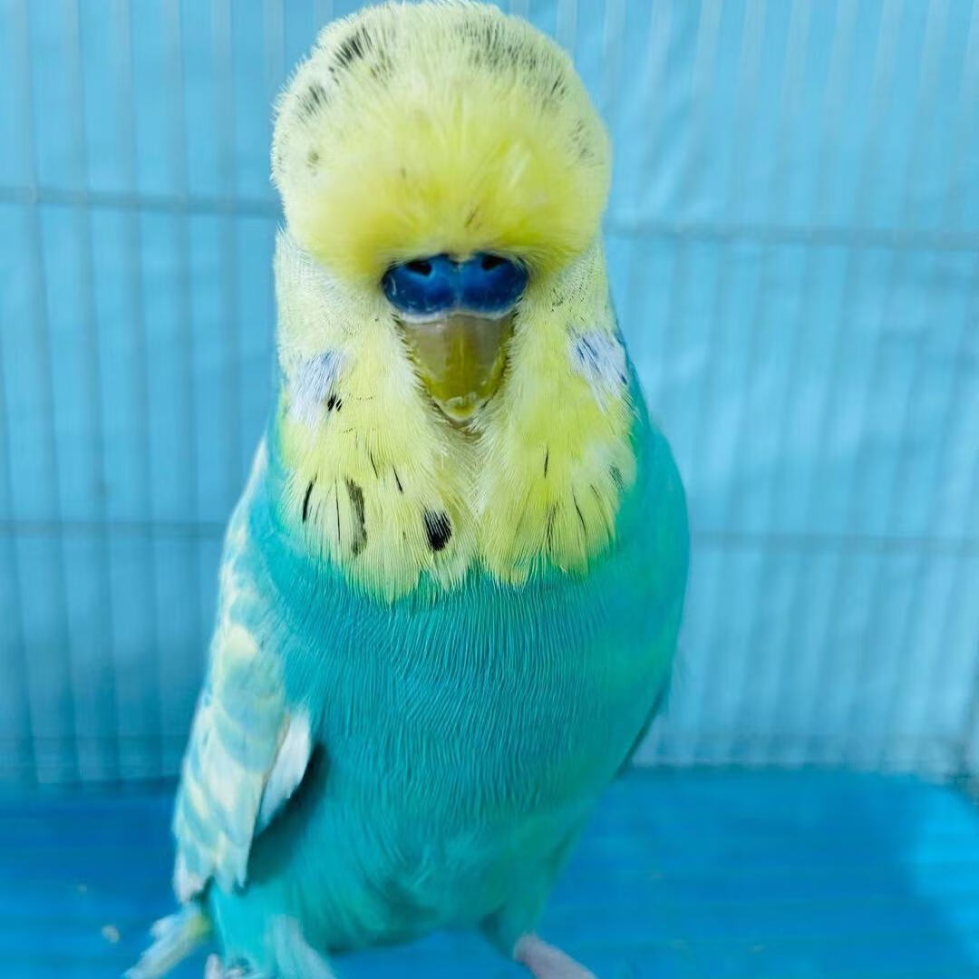 ajaj欧血大头蘑菇头虎皮宠物观赏活体网红鹦鹉手养可教说话雏鸟活鸟类