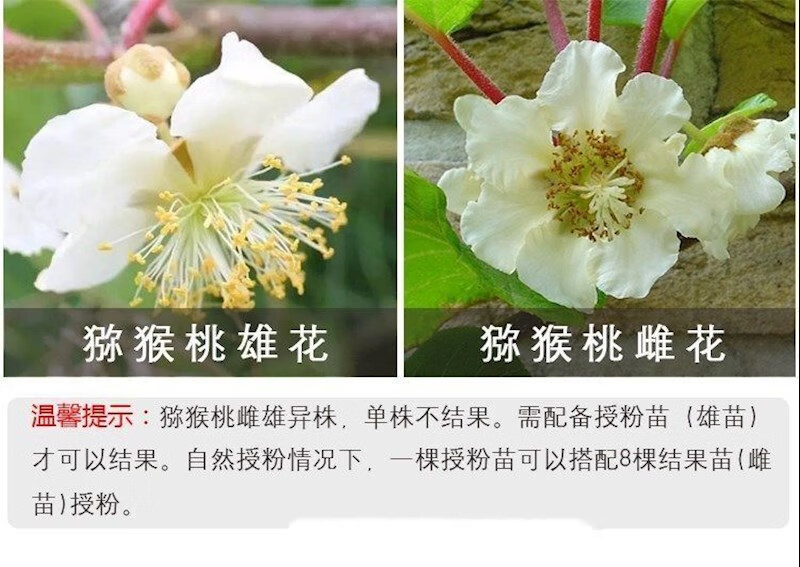 东皓 红心猕猴桃树苗大果南北方种植盆栽地栽黄心软枣猕猴桃当年结果