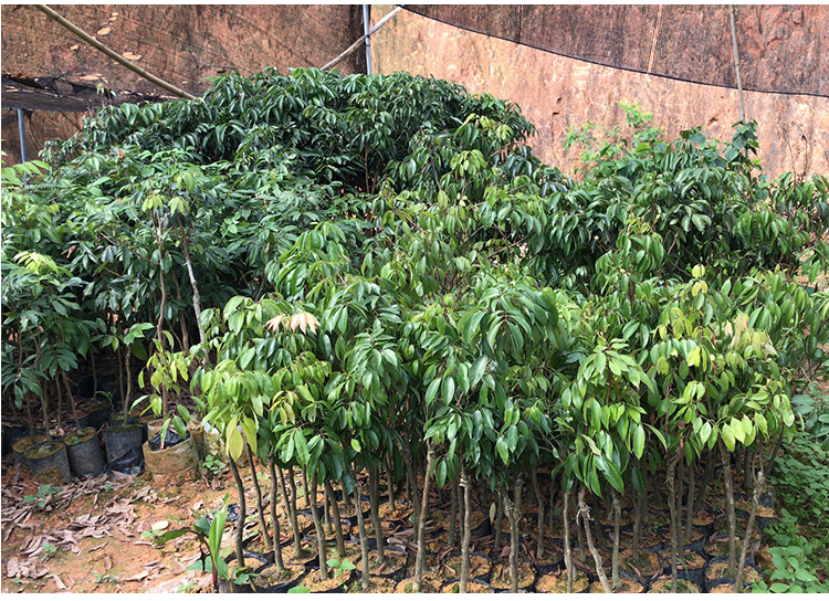 芥圃荔枝樹苗南方種植廣西無核荔枝樹苗妃子笑嫁接荔枝樹樹苗桂味荔枝