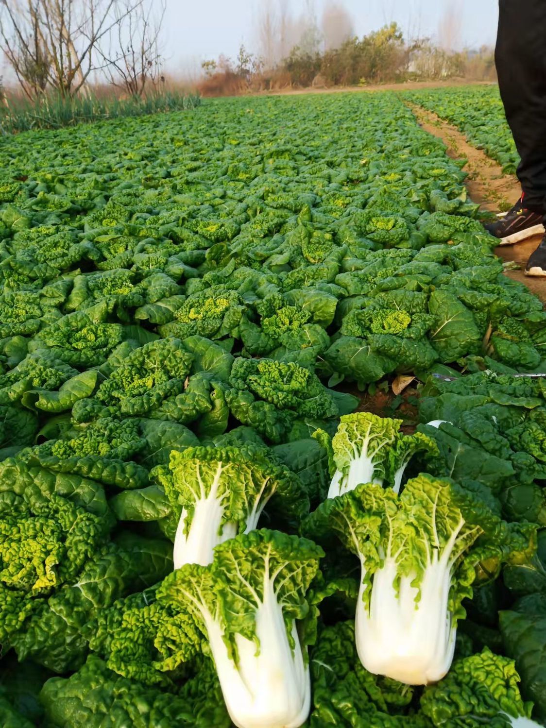 黄心菜黄心乌塌菜河南霜冻耐寒菊花菜当季新鲜蔬菜火锅食材精选3斤