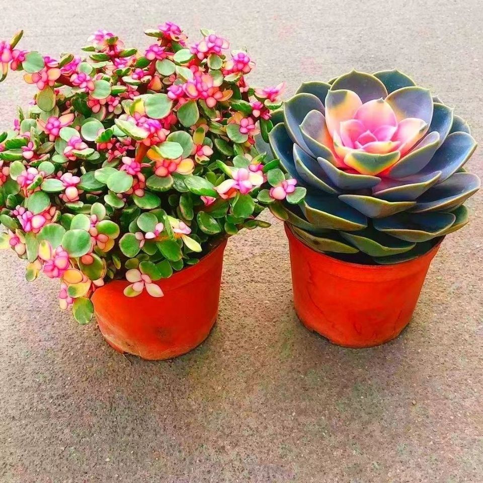 红心莲多肉植物花卉盆栽肉肉植物室内绿植四季易活新手好养花草 紫