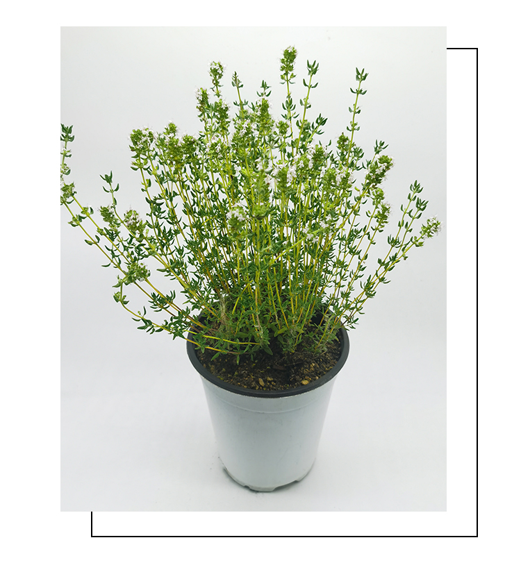 百里香金边柠檬桃花杰克法国英国匍匐阔叶山谷晨光香草法国百里香含盆