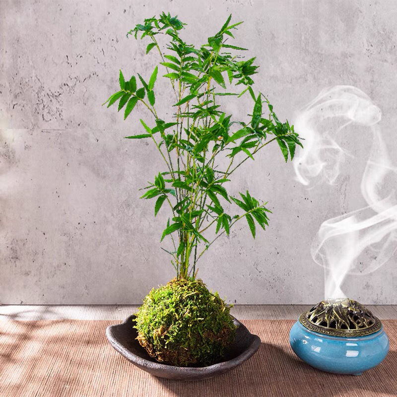 络咚棠**轻奢米竹室内盆栽小型凤尾竹盆景庭院室内桌