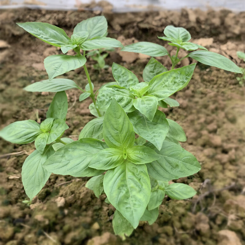 蔬菜 葉菜類 桑叒 桑叒 新鮮九層塔紅杆金不換 魚香菜 滿園香 滿姨香