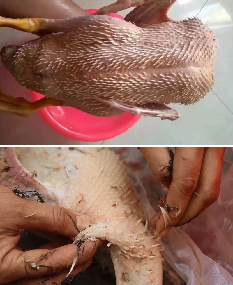 多瑙梦a级环保无味耐用鸡鸭鹅家禽脱毛蜡拔毛蜡1块10斤a级黄蜡5斤