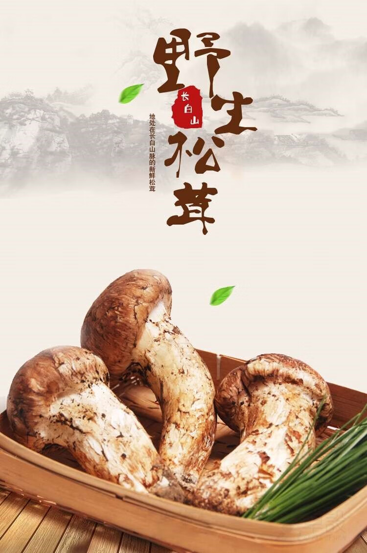 媚调新鲜野生松茸美味松茸菌鲜蘑菇东北长白山吉林延边延吉顺丰发货