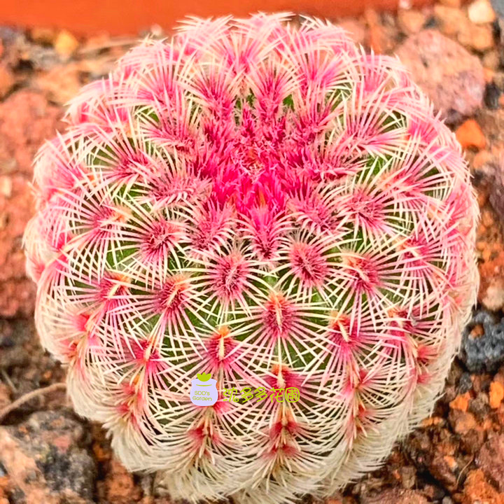 园艺实生红太阳仙人球盆栽开花好看室内多肉植物稀少贵货办公桌面盆栽