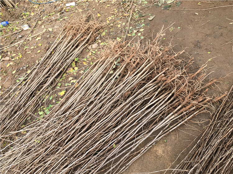 欧悟 银杏树苗 银杏苗 白果小苗白果树苗庭院阳台植物行道绿化苗木