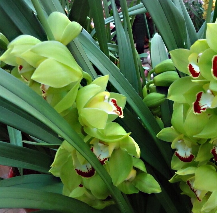hqc绿植盆栽花卉兰花苗大花蕙兰蝉兰虎头兰当年开花大花惠兰红将军不