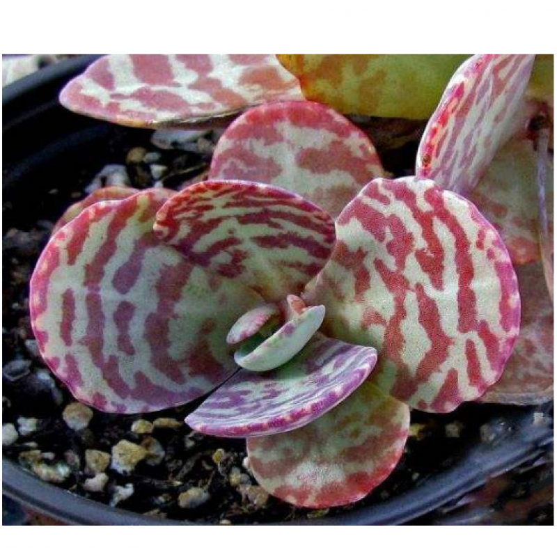 左漫源宽叶 窄叶 棒叶不死鸟 不死鸟锦 蕾丝公主多肉植物园艺盆栽