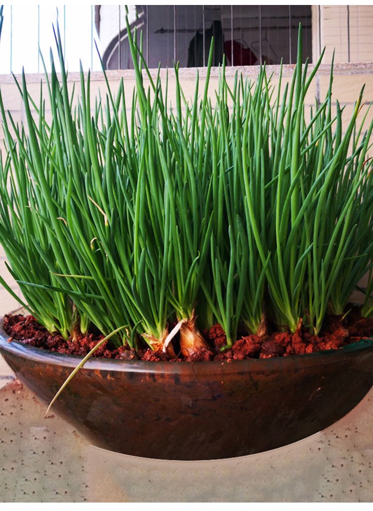 红根小香葱种子红葱头小香葱籽葱头葱种籽四季农家盆栽菜蔬菜种孑 1斤