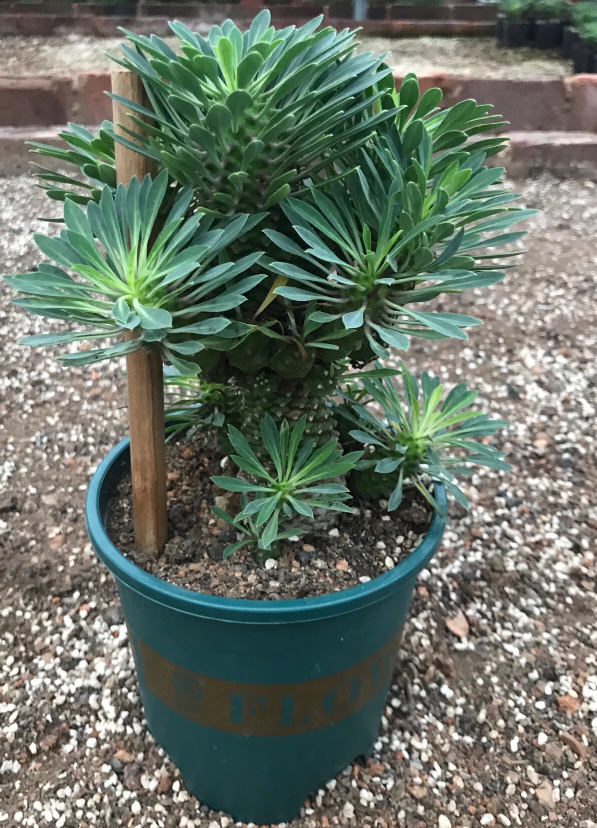 园艺铁甲麒麟 大戟科稀有块根 峨眉山群生菠萝头老桩多肉植物 峨眉山