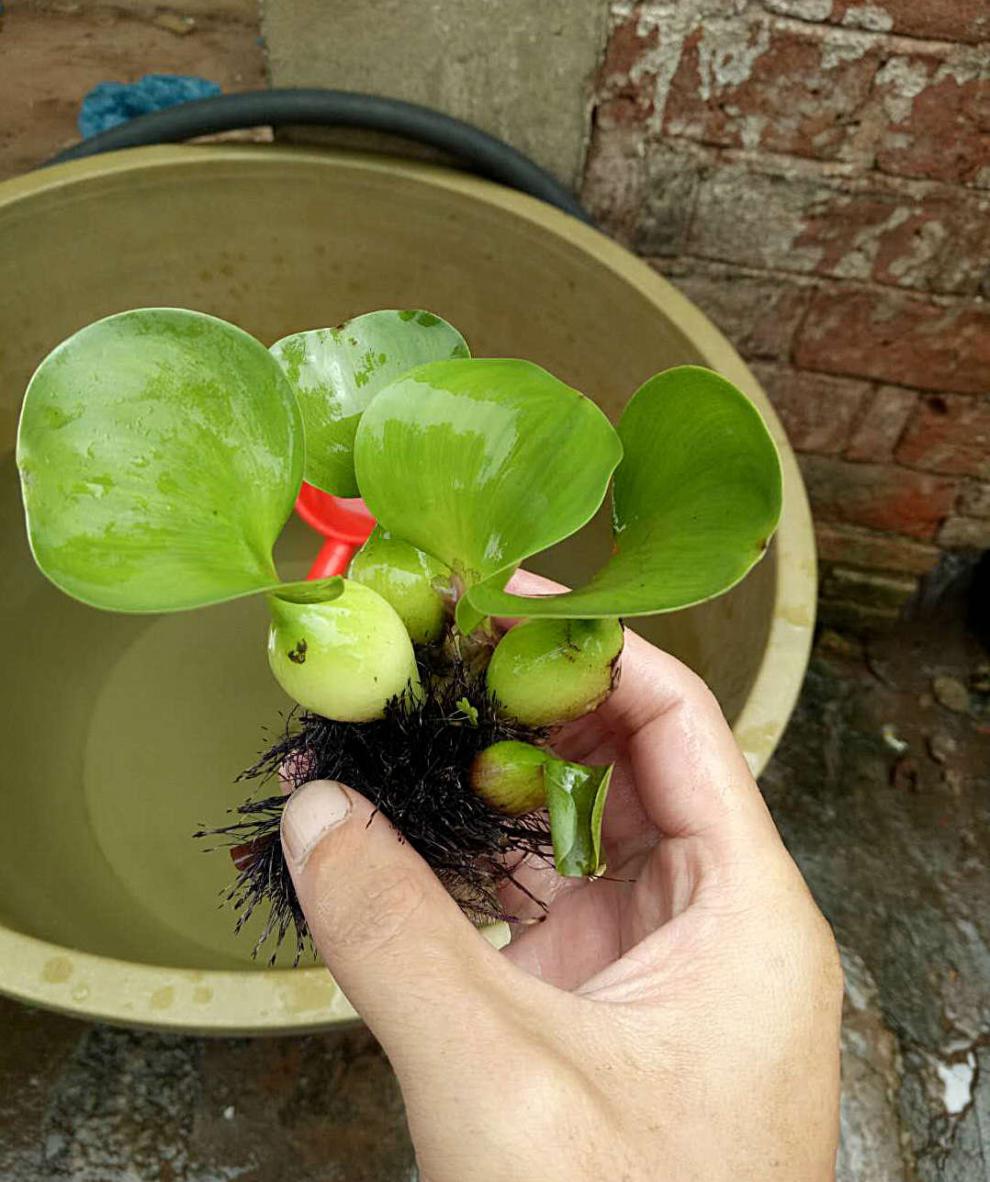 倾晨 水葫芦 水养植物水芙蓉苗养鱼龟虾缸微造景观水培水生植物净化