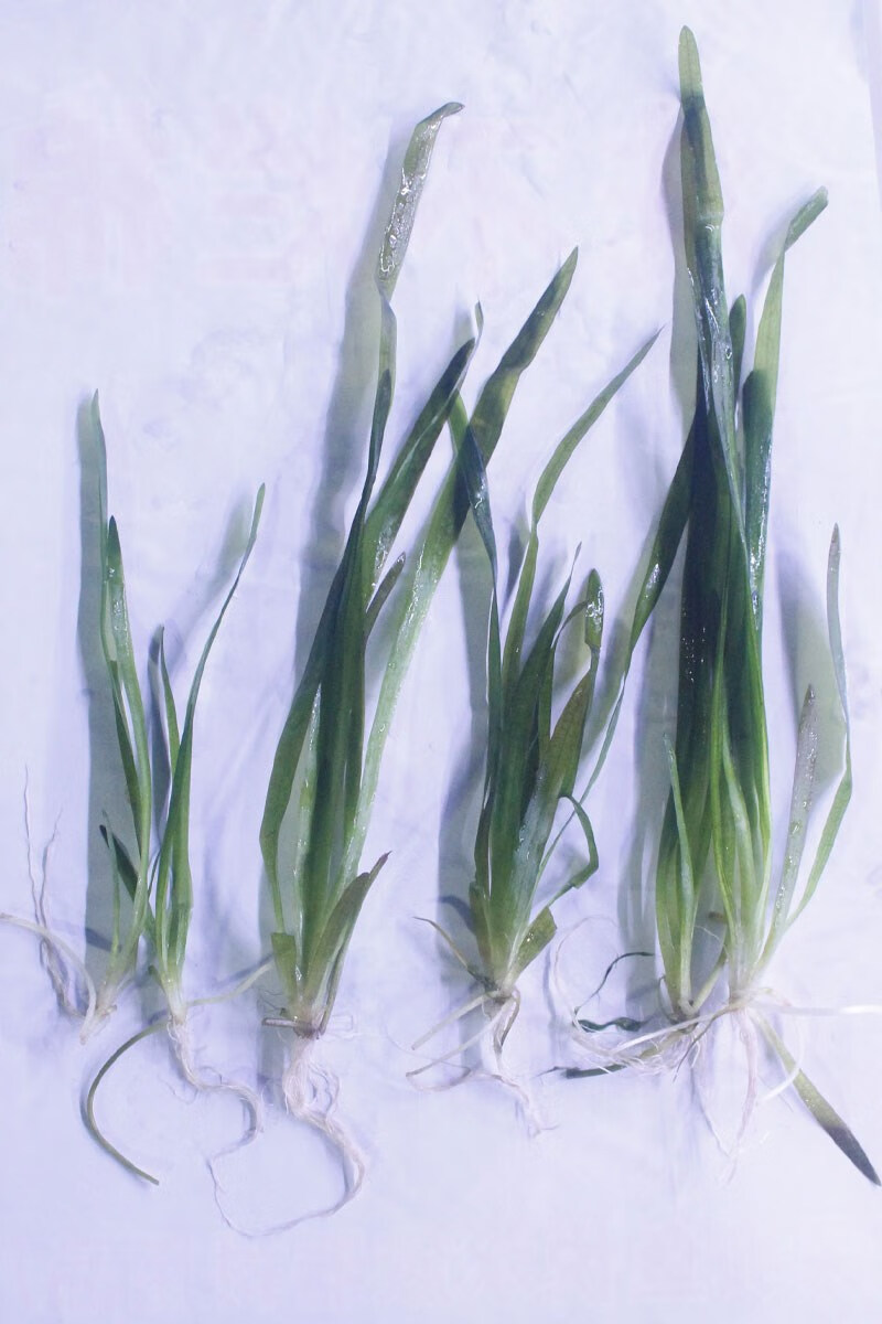 精泰国水剑细叶水兰迷你小水兰水下叶针叶皇冠后景草 【泰国水剑】1棵