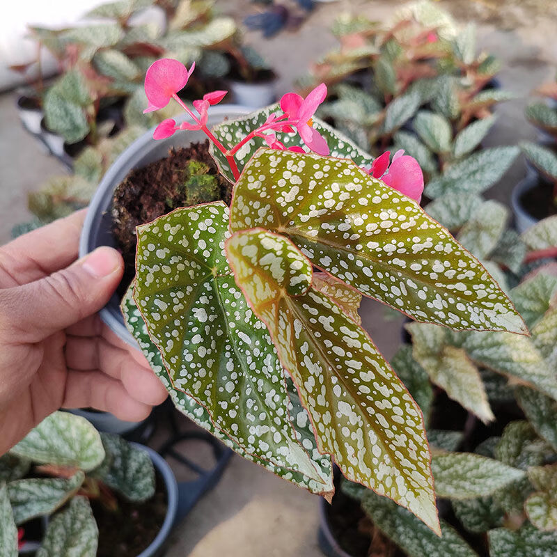 伴兮 鳟鱼富士山粉旗鱼猫眼白冰大王秋刀鱼枫叶秋海棠北欧ins风网红