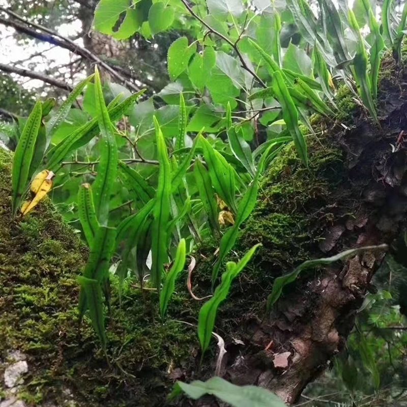 云南化石草结石野生肾精茶 化石草500克【赠金丝皇