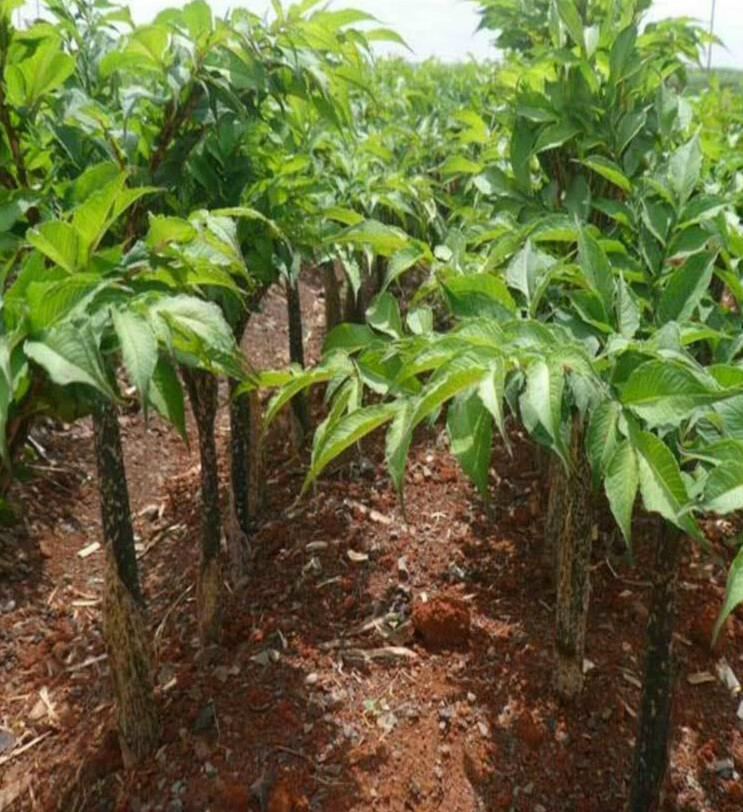 正宗云南魔芋种子高产一代磨芋四季种植脱水消毒花魔芋种籽 白魔芋