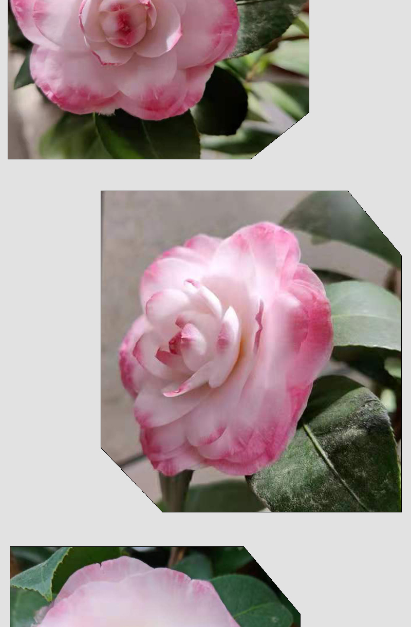 山茶花类别:木本花卉开花季节:春季,冬季货号:葛蕾丝茶花商品毛重