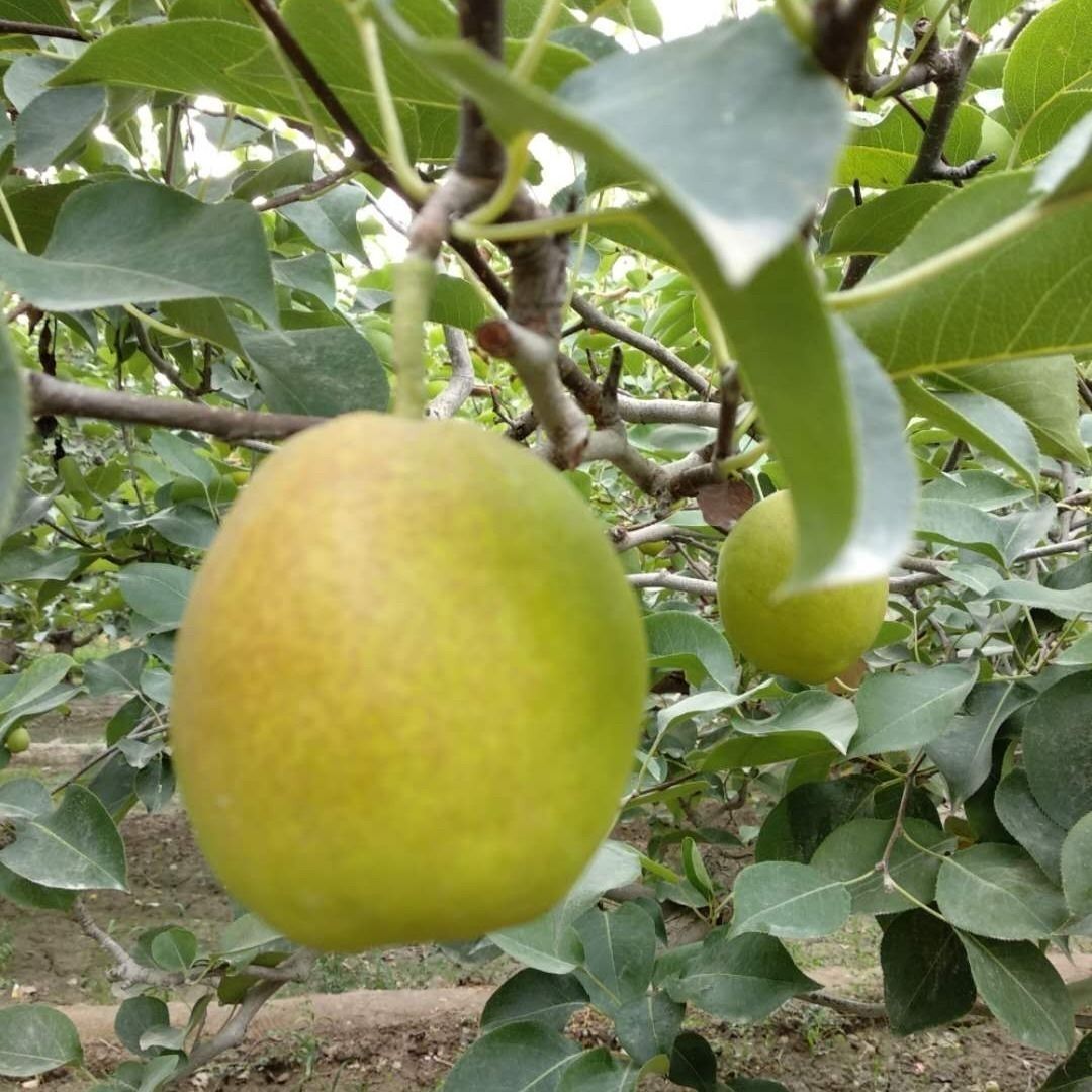 精选现发新疆当季新鲜孕妇水果10一14斤全母梨甜小梨子一级单果80100